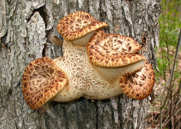 pheasant back mushrooms